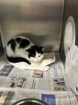 Rescue Domestic Short Hair Cats for Adoption in Knoxville, Tennessee - Dior | PetCurious