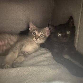 Wolfgang & Nicola -  Domestic Medium Hair and Domestic Short Hair Cat for Adoption in Fort Worth, Texas - Wolfgang & Nicola | PetCurious