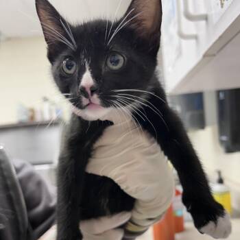 James Bond 26-05-155 -  Domestic Short Hair Cat for Adoption in Bastrop, Texas - James Bond 26-05-155 | PetCurious