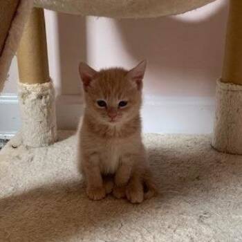 NCI5627 Beak -  Domestic Short Hair Cat for Adoption in Port Washington, New York - NCI5627 Beak | PetCurious
