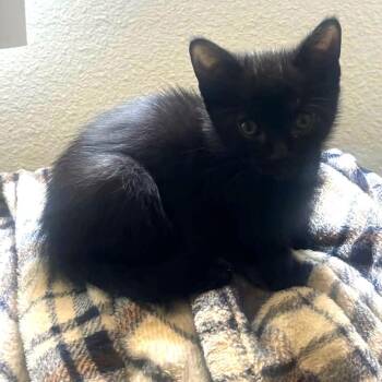 Domestic Short Hair Cats Available for Adoption in Long Beach, California - KODEE | PetCurious