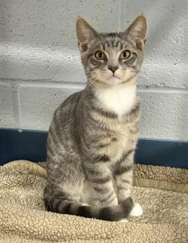 OLLIE -  Domestic Short Hair Cat for Adoption in Kalamazoo, Michigan - OLLIE | PetCurious