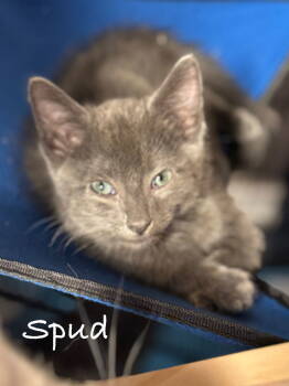 Rescue Domestic Short Hair Cats for Adoption in Seal Beach, California - Spud | PetCurious