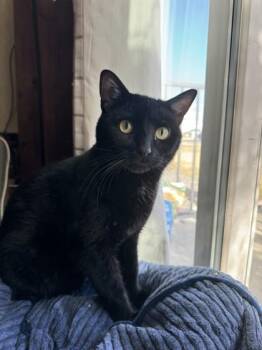 Earl -  Domestic Short Hair Cat for Adoption in Bellevue, Washington - Earl | PetCurious