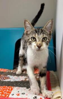 Fedex -  Domestic Short Hair Cat for Adoption in Zimmerman, Minnesota - Fedex | PetCurious