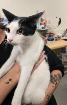 Martino -  Domestic Short Hair Cat for Adoption in New Rochelle, New York - Martino | PetCurious
