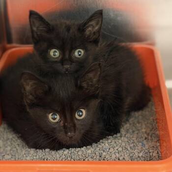 Hesperus -  Domestic Short Hair Cat for Adoption in Auburn, Alabama - Hesperus | PetCurious