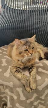 Rescue Domestic Long Hair Cats for Adoption in Lewis Center, Ohio - Mocha | PetCurious