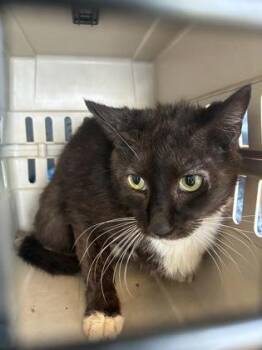 Domestic Short Hair Cats Available for Adoption in Lafayette, Indiana - Pennywise (T2) | PetCurious
