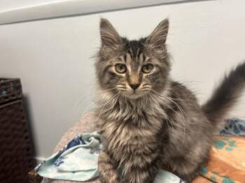 Scone -  Maine Coon and Domestic Medium Hair Cat for Adoption in Chicago, Illinois - Scone | PetCurious
