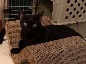 Tootsie -  Domestic Short Hair Cat for Adoption in Rossville, Georgia - Tootsie | PetCurious