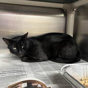 Man -  Domestic Medium Hair Cat for Adoption in Pauls Valley, Oklahoma - Man | PetCurious