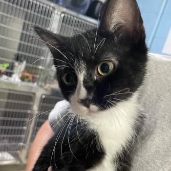 Piper -  Domestic Short Hair Cat for Adoption in Newport, North Carolina - Piper | PetCurious
