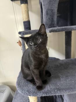 Janet -  Domestic Short Hair Cat for Adoption in Hendersonville, Tennessee - Janet | PetCurious