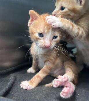 CHEETOS -  Domestic Short Hair Cat for Adoption in Dallas, Texas - CHEETOS | PetCurious