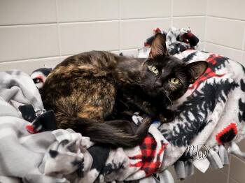 MOODY -  Domestic Short Hair Cat for Adoption in Omaha, Nebraska - MOODY | PetCurious