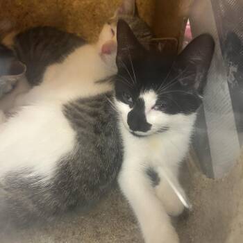 Ralsei -  Domestic Short Hair Cat for Adoption in Philadelphia, Pennsylvania - Ralsei | PetCurious