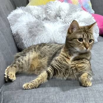 MAGNIFICENT MAYA -  Bengal Cat for Adoption in Oakwood, Georgia - MAGNIFICENT MAYA | PetCurious