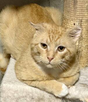 Sunny -  Domestic Short Hair Cat for Adoption in St. Peters, Missouri - Sunny | PetCurious