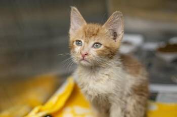 Domestic Short Hair Cats Available for Adoption in Charlotte, North Carolina - MILLER | PetCurious