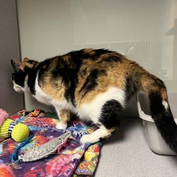 Confetti -  Domestic Short Hair Cat for Adoption in Cedar Rapids, Iowa - Confetti | PetCurious