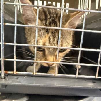 Hardy -  American Shorthair Cat for Adoption in Greensboro, North Carolina - Hardy | PetCurious