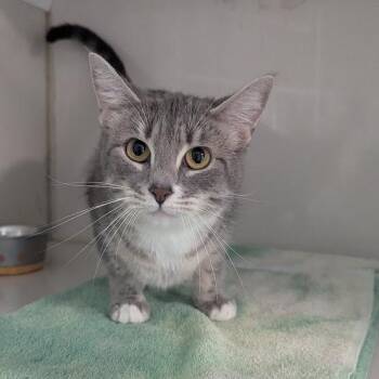 Tabby and Domestic Short Hair Cats Available for Adoption in Shippenville, Pennsylvania - Spooky Stella | PetCurious