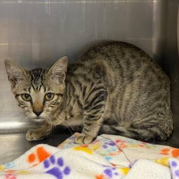 TUSC-Wildlife-84916 -  Domestic Short Hair Cat for Adoption in Tuscaloosa, Alabama - TUSC-Wildlife-84916 | PetCurious