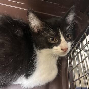 Bonnet -  Domestic Short Hair Cat Available for Adoption in Galveston, Texas - Bonnet | PetCurious
