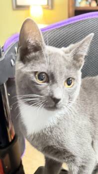Cassie -  Tuxedo and Domestic Short Hair Cat for Adoption - Cassie | PetCurious