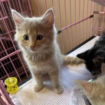Barnett -  Domestic Medium Hair Cat for Adoption in Priest River, Idaho - Barnett | PetCurious