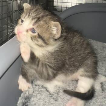 Domestic Short Hair Cats Available for Adoption in New York, New York - Tater Tot | PetCurious