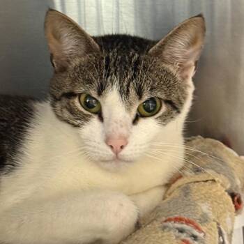 Tillie -  Domestic Short Hair Cat for Adoption in Cumming, Georgia - Tillie | PetCurious
