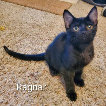 Ragnar -  Domestic Short Hair Cat for Adoption in Sedalia, Missouri - Ragnar | PetCurious