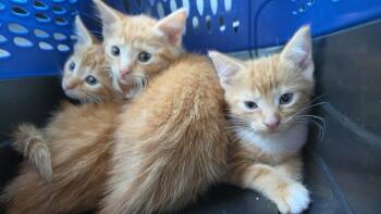 Domestic Short Hair Cats Available for Adoption in Town 