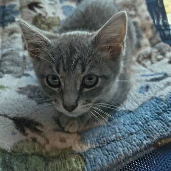 June Bug -  Domestic Short Hair Cat for Adoption in Knoxville, Tennessee - June Bug | PetCurious