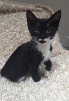 Domestic Short Hair Cats Available for Adoption - Cosmo | PetCurious