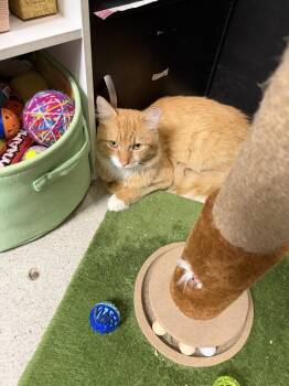Orangutan -  Domestic Short Hair Cat for Adoption in East Hartford, Connecticut - Orangutan | PetCurious