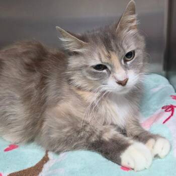 Paris -  Domestic Medium Hair Cat for Adoption in Lakeland, Florida - Paris | PetCurious