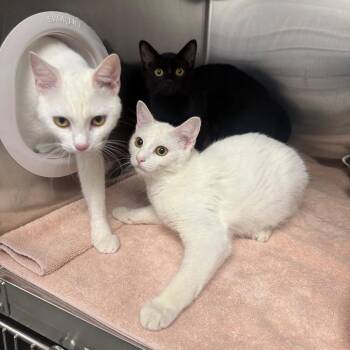 Snowmountain -  Domestic Short Hair Cat for Adoption in Spokane, Washington - Snowmountain | PetCurious