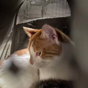 Juan - Bonded With Carlita -  Domestic Short Hair Cat for Adoption in Des Moines, Iowa - Juan - Bonded With Carlita | PetCurious