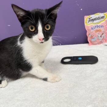 Hope -  Domestic Short Hair Cat for Adoption in Englewood, Florida - Hope | PetCurious