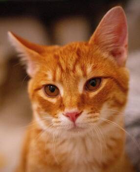 Bert -  Domestic Short Hair Cat for Adoption in Reston, Virginia - Bert | PetCurious