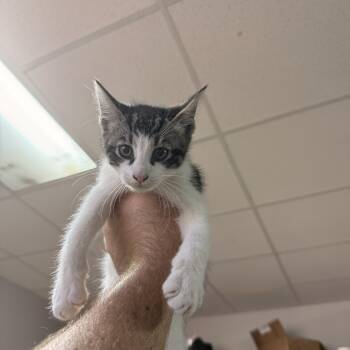 Two -  Tabby and Domestic Short Hair Cat for Adoption in Columbia, South Carolina - Two | PetCurious
