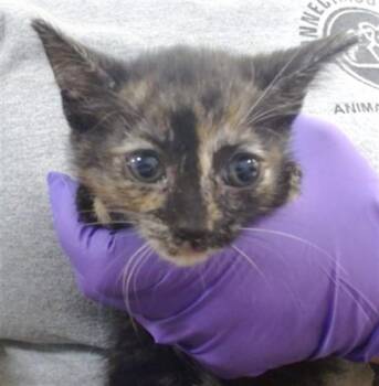 Domestic Short Hair Cats Available for Adoption in Doral, Florida - APPLE | PetCurious