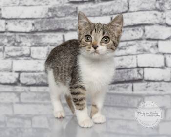 Allie -  Domestic Short Hair and Tabby Cat for Adoption in Tuscaloosa, Alabama - Allie | PetCurious