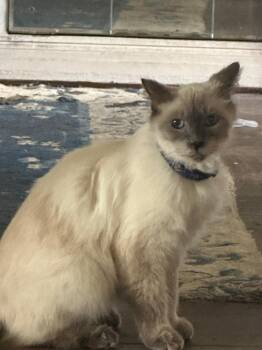Balinese and Ragdoll Cats Available for Adoption - Tobias | PetCurious