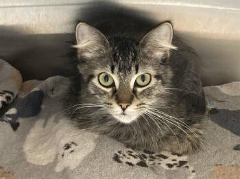 Domestic Medium Hair Cats Available for Adoption in Tustin, California - TWEETY | PetCurious
