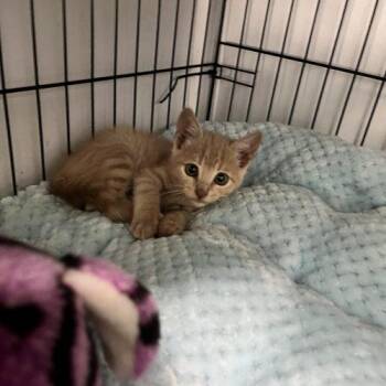 Domestic Short Hair Cats Available for Adoption in Paulina, Louisiana - Piglet | PetCurious