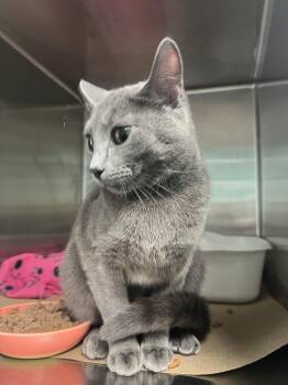 Domestic Short Hair Cats Available for Adoption in Trenton, New Jersey - Newbie (TAS #4) | PetCurious